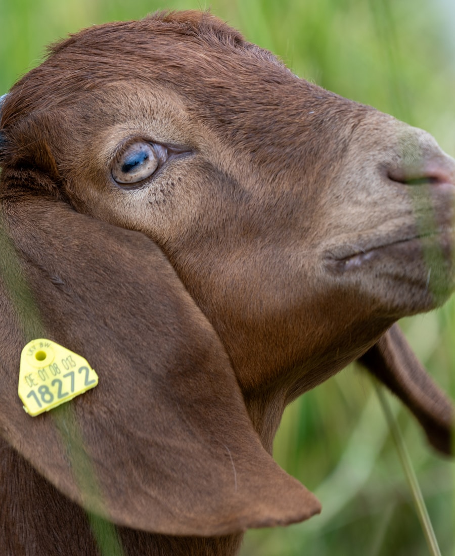 Kambing Boer Lokal Gemuk