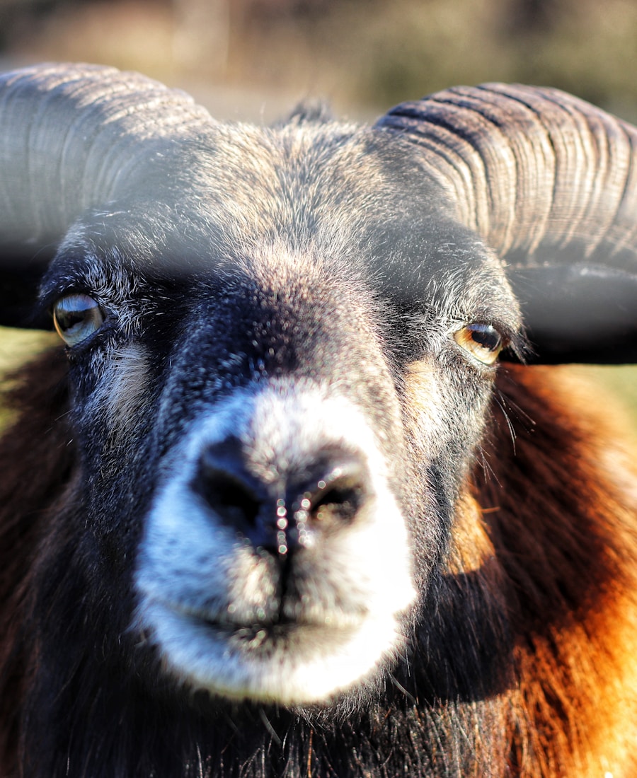 Kambing Etawa Super