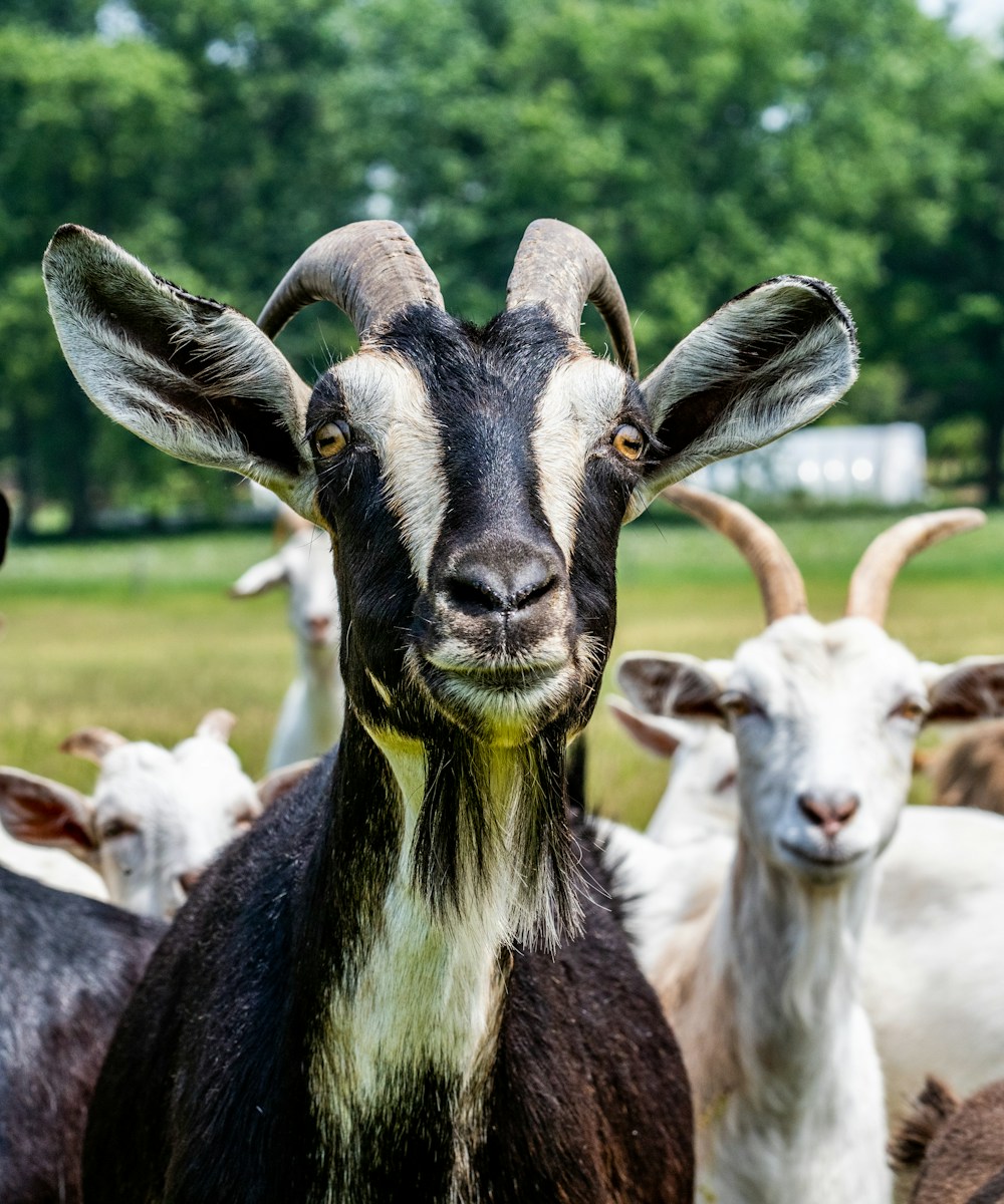 Kawanan kambing merumput di padang hijau