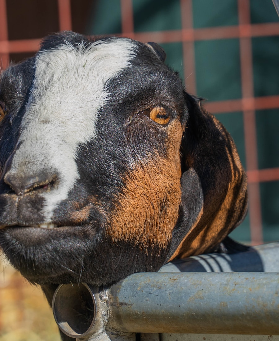 Kambing Jawa Randu