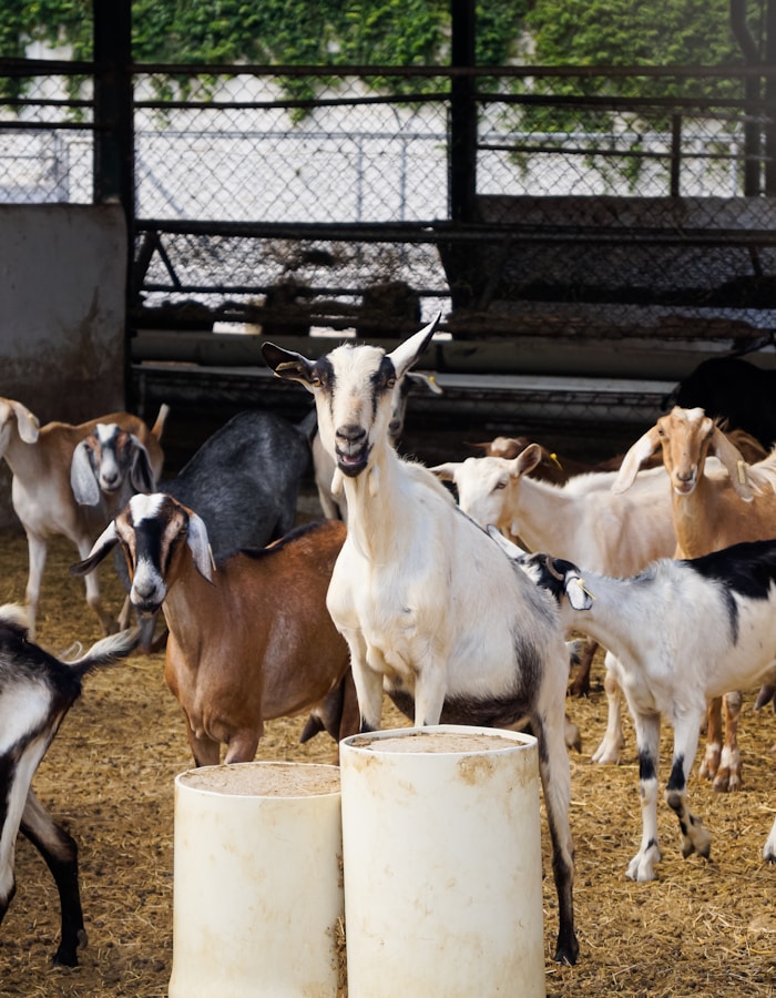 Kawanan kambing di lahan kandang terbuka
