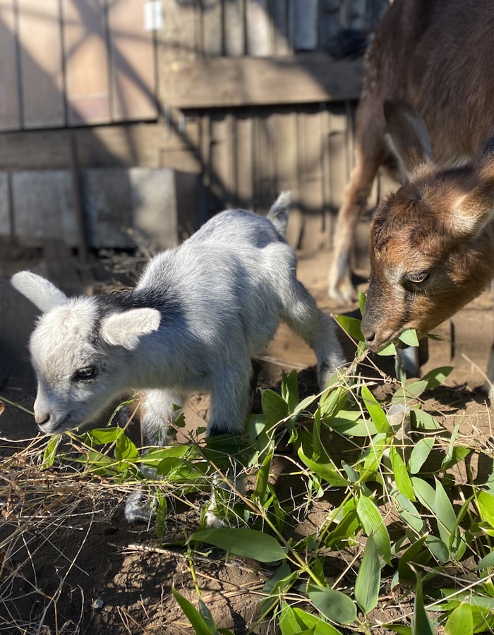 Induk kambing bersama anaknya di dalam kandang